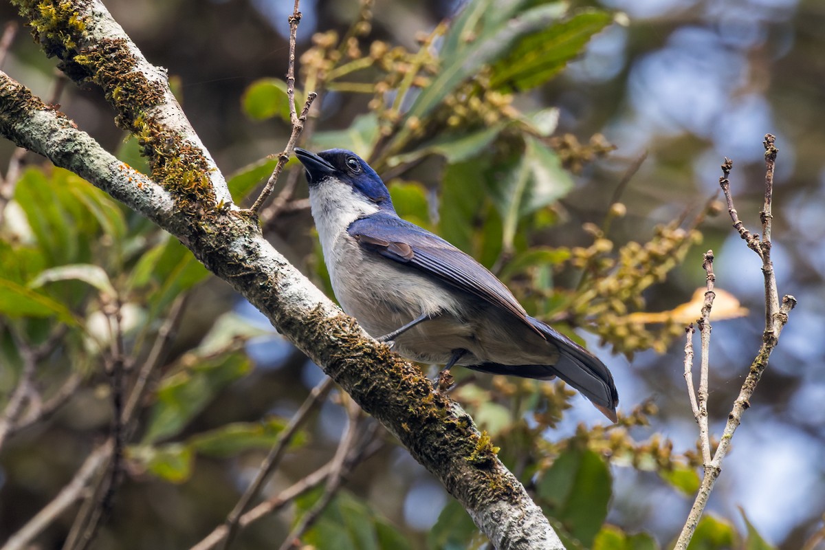 Madagascar Blue Vanga - ML614692742