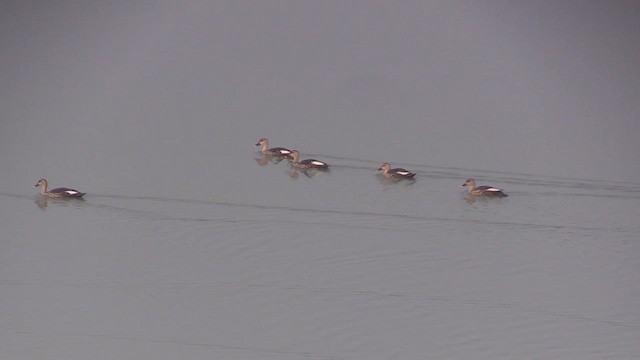 Canard à bec tacheté - ML614692762