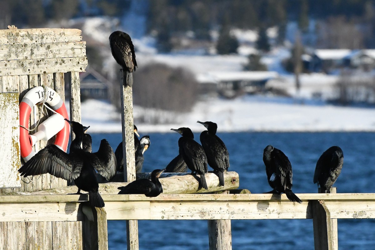 Great Cormorant - ML614692780