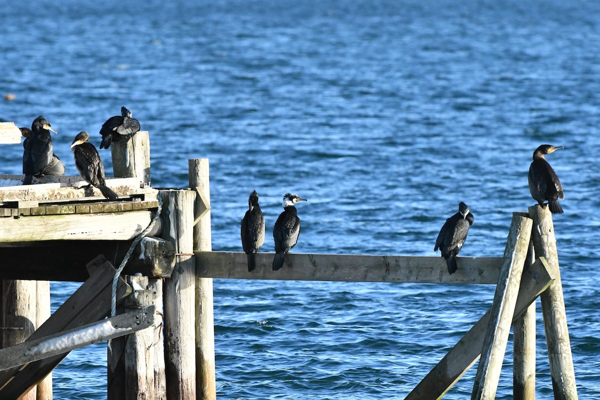 Great Cormorant - ML614692781