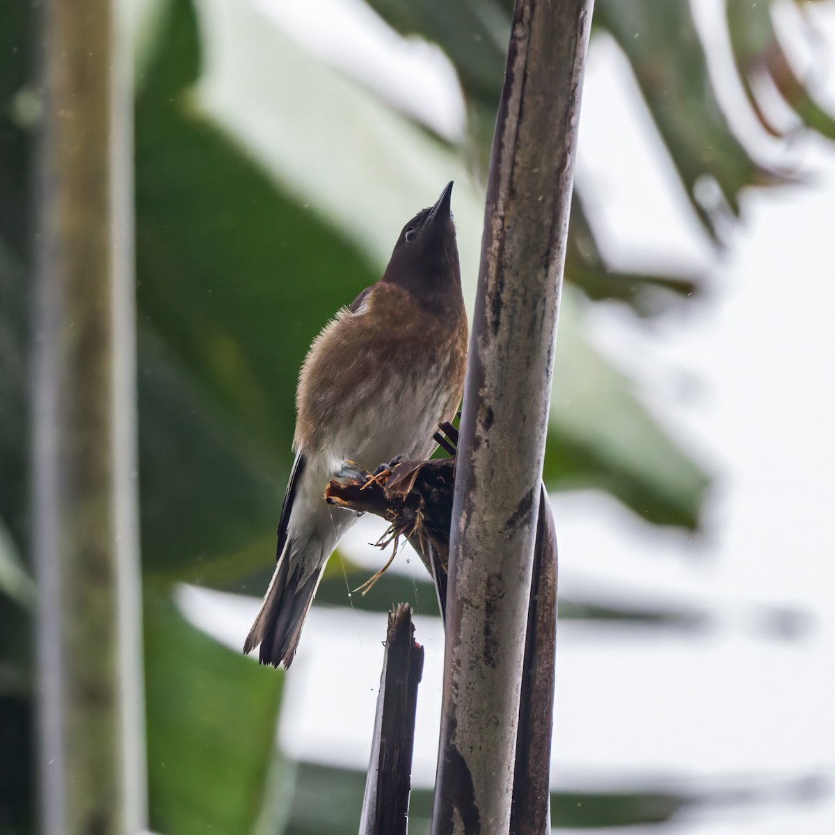 Madagascar Starling - ML614692820