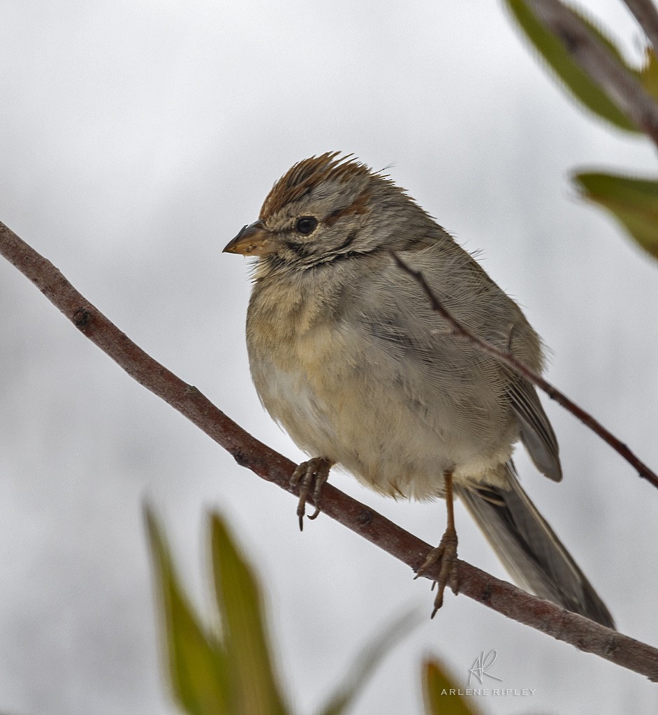 Rufous-winged Sparrow - Arlene Ripley