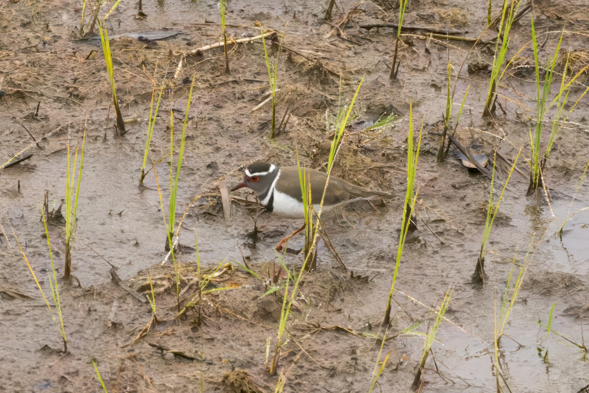 Three-banded Plover (Madagascar) - ML614692852