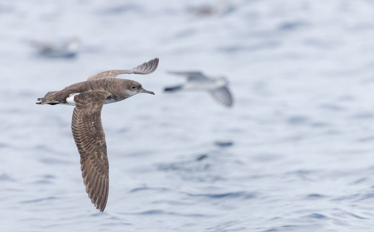 Fluttering Shearwater - ML614692898