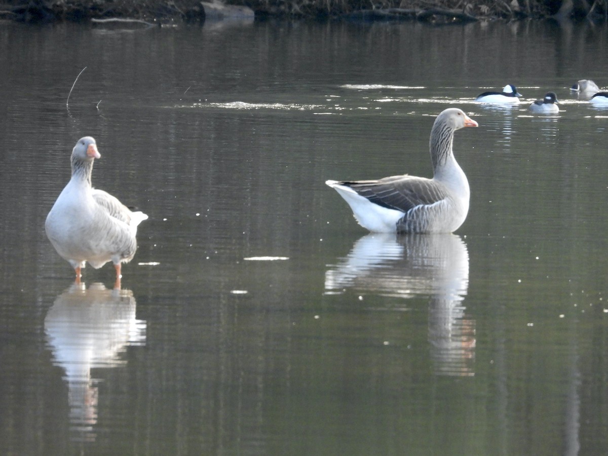 Graylag Goose (Domestic type) - ML614692926