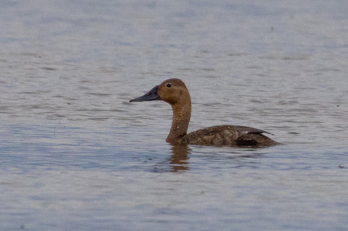 Canvasback - ML614692931