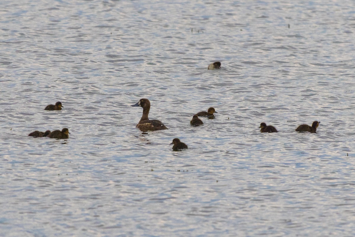 Greater Scaup - D Gamelin