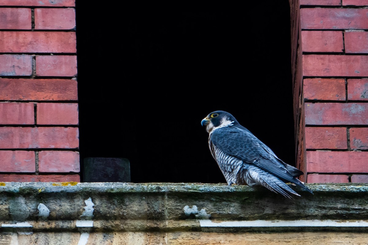 Belatz handia - ML614692958