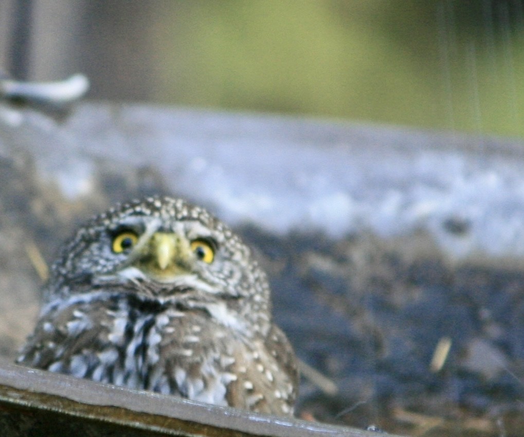 Northern Pygmy-Owl - Stacey King