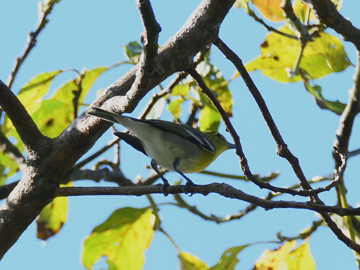 Yellow-throated Vireo - ML614693092