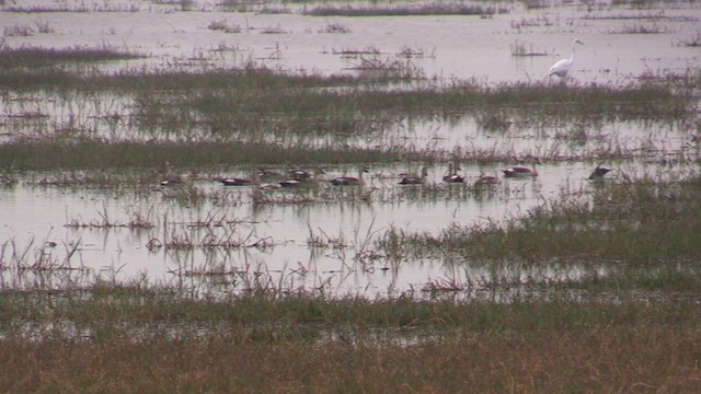 Canard à bec tacheté - ML614693106