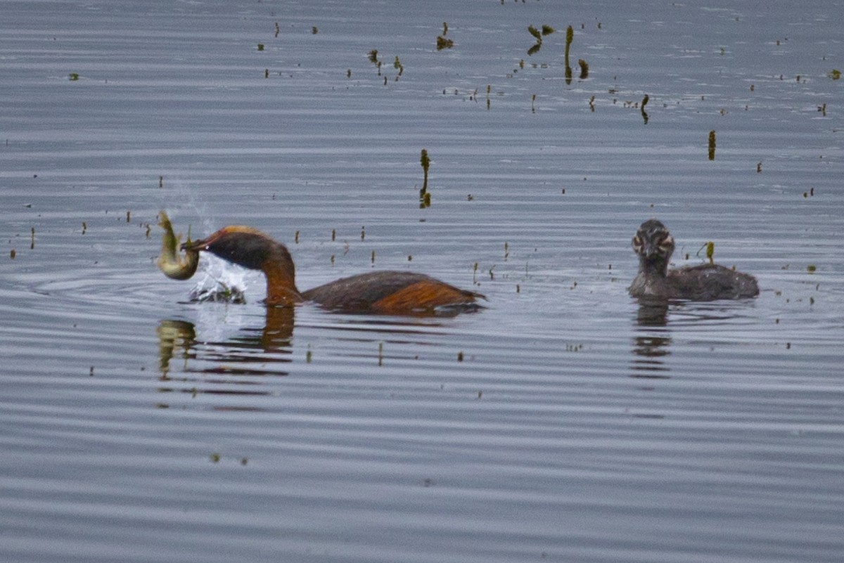 Horned Grebe - ML614693148