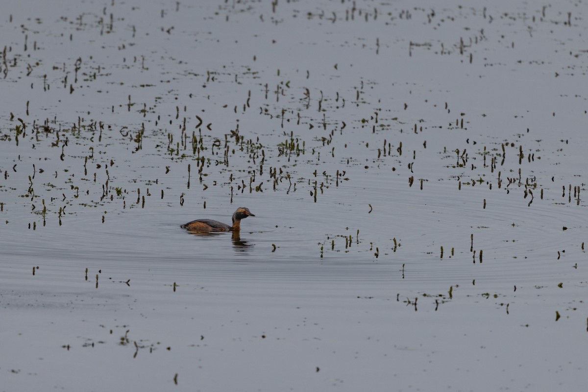 Horned Grebe - ML614693149