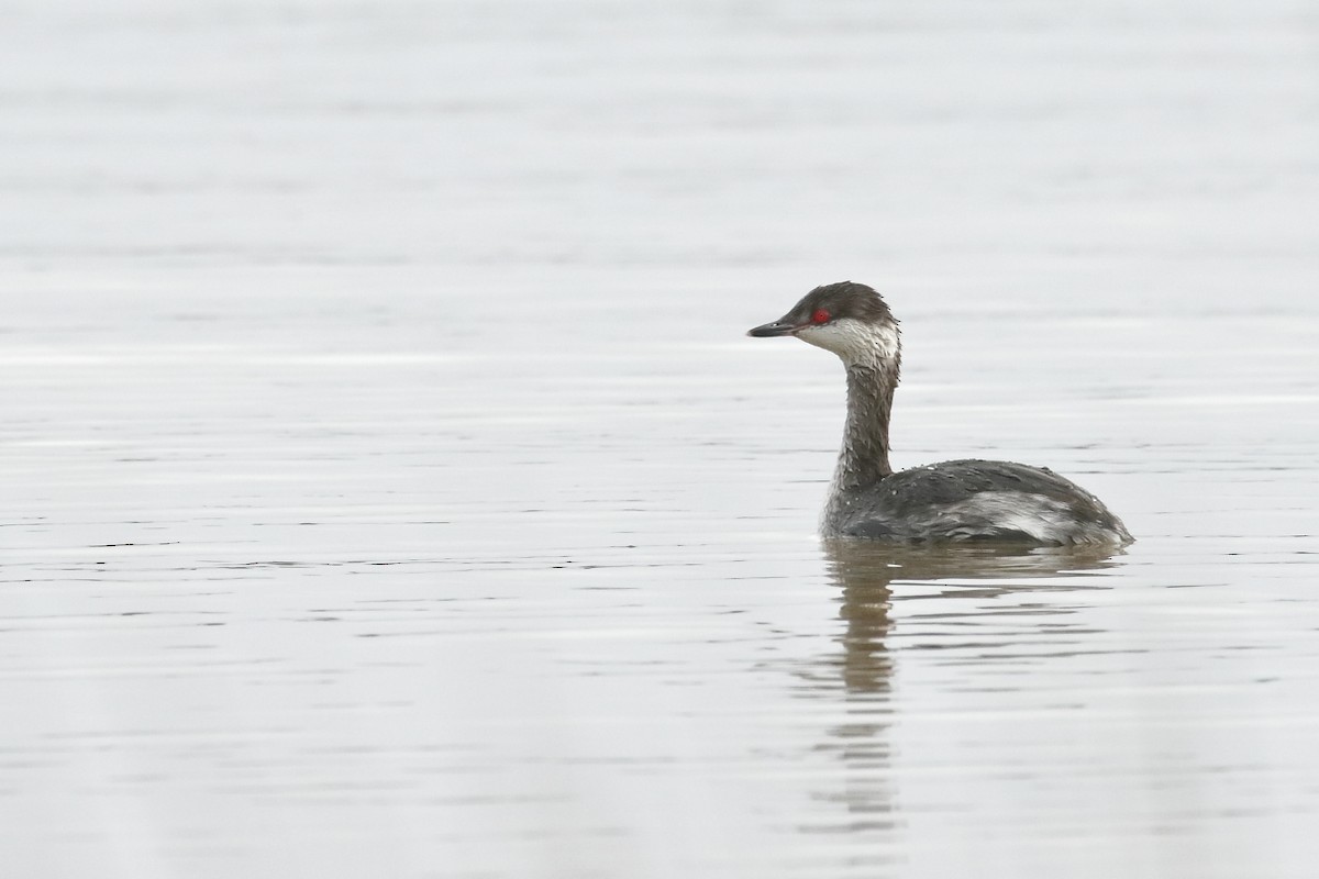 Horned Grebe - António Gonçalves