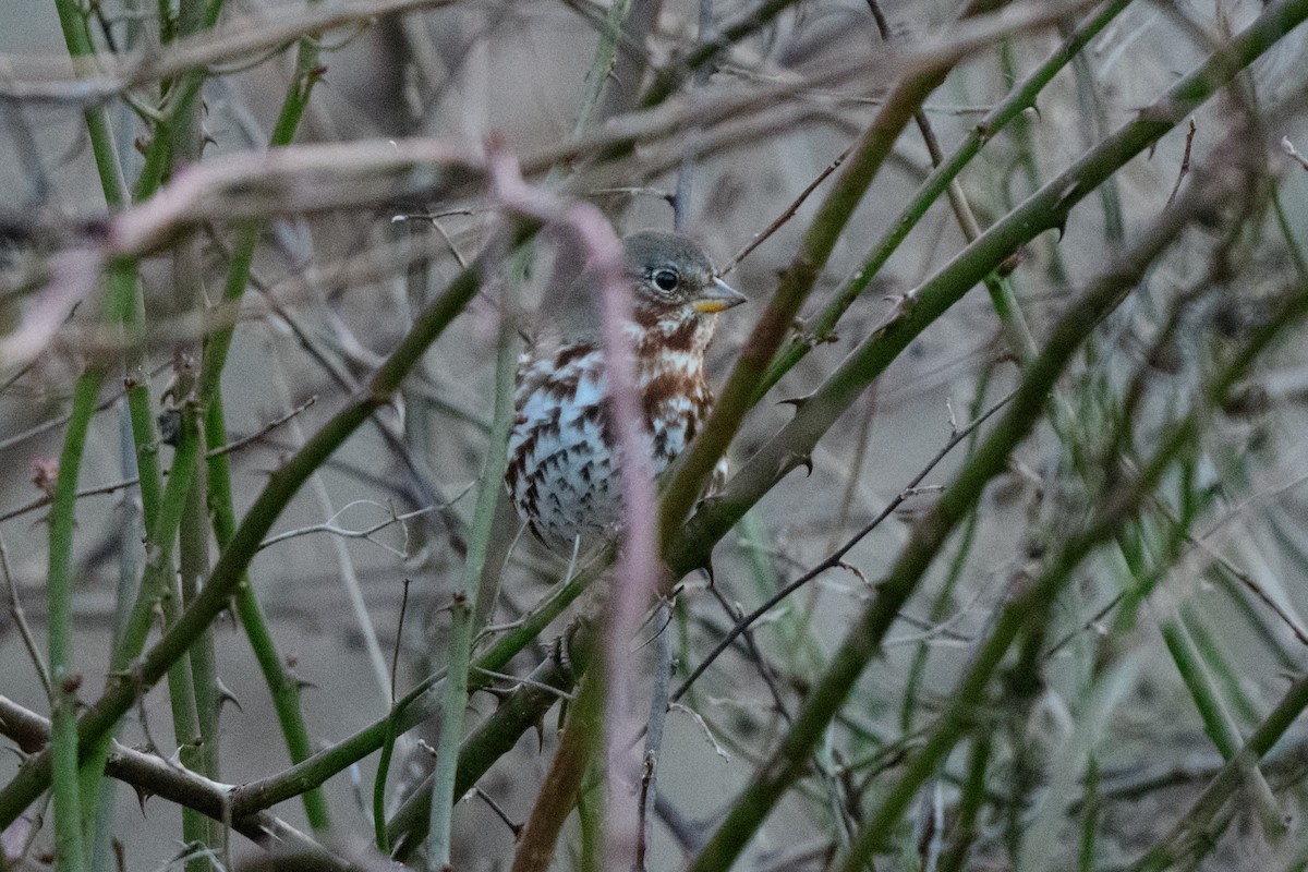 Fox Sparrow (Red) - ML614693229