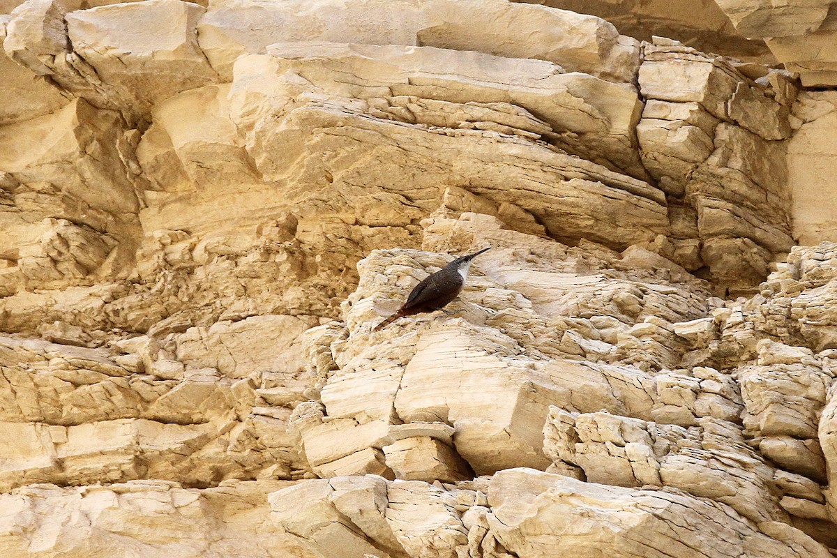 Canyon Wren - ML614693230