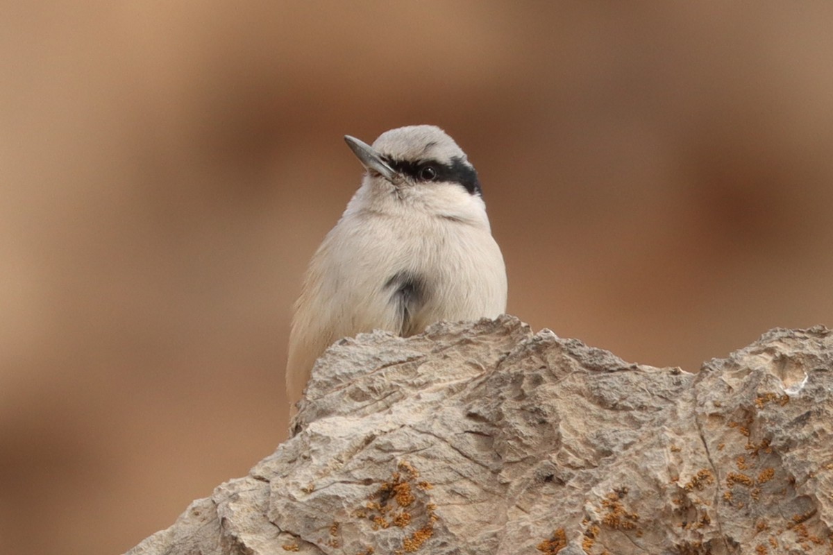 Eastern Rock Nuthatch - ML614693300