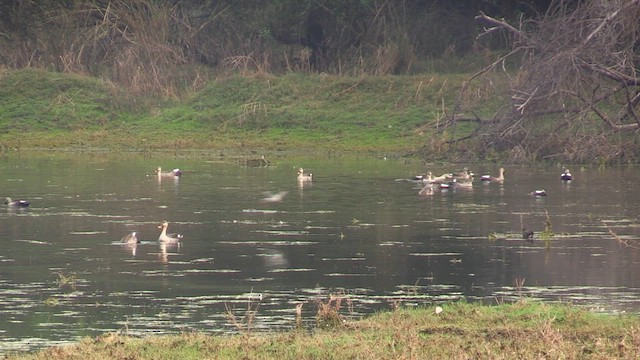 Canard à bec tacheté - ML614693306