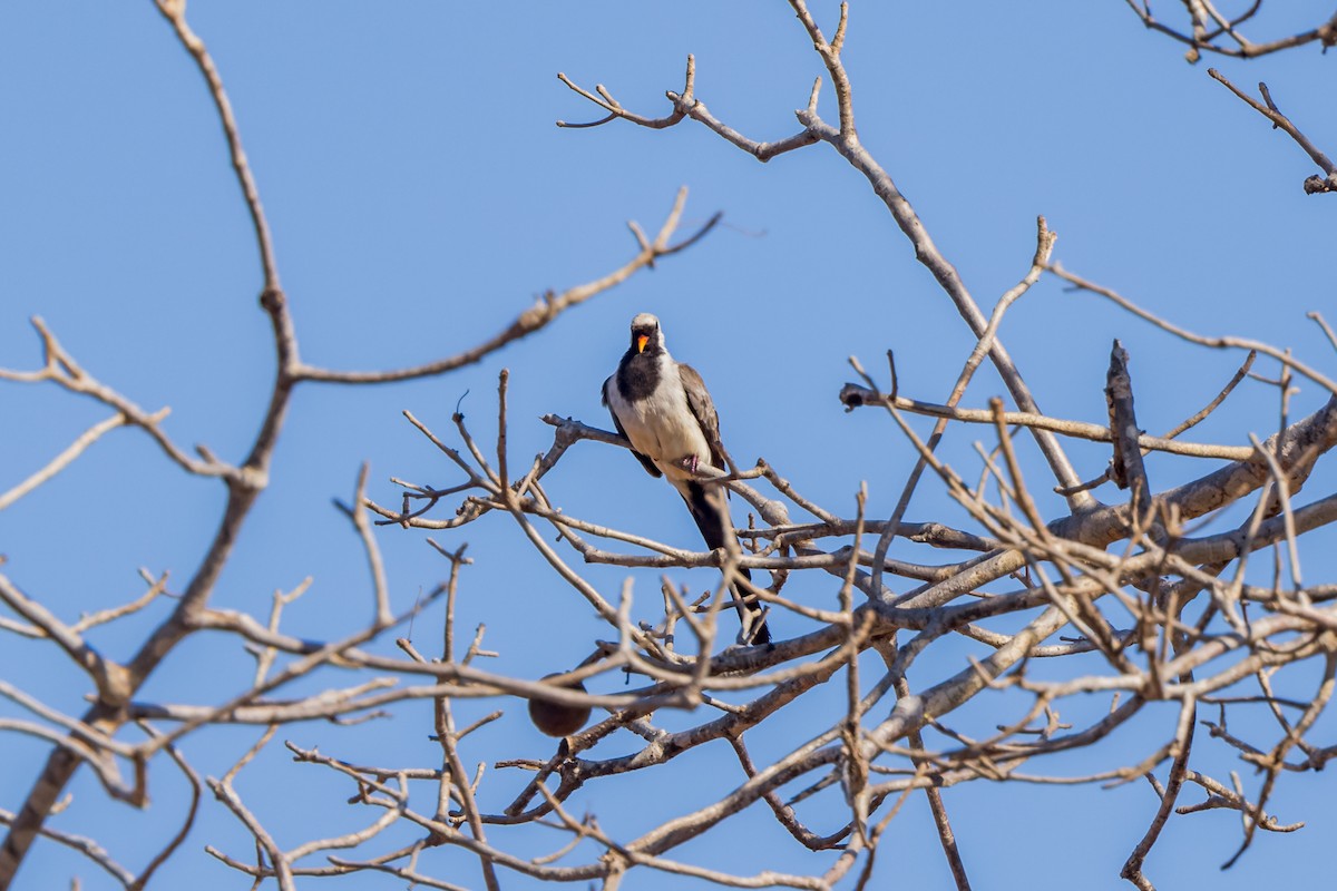 Namaqua Dove - ML614693333