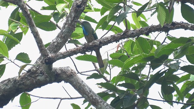 Blue-bearded Bee-eater - ML614693338