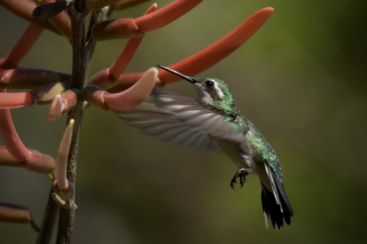 Garden Emerald - Fred Muller