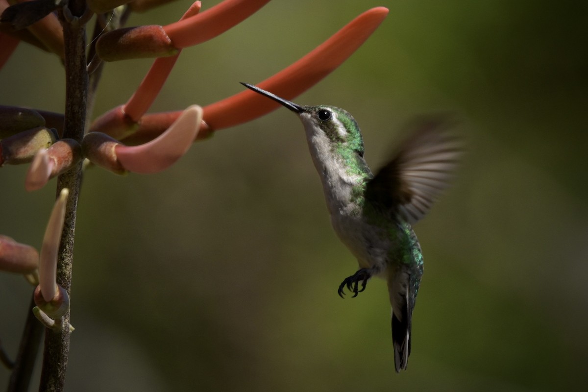 Garden Emerald - Fred Muller