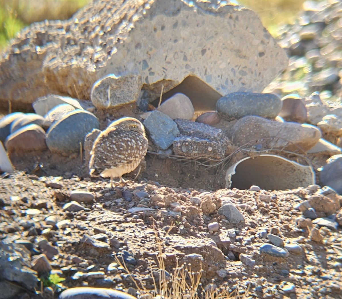 Burrowing Owl - ML614693497