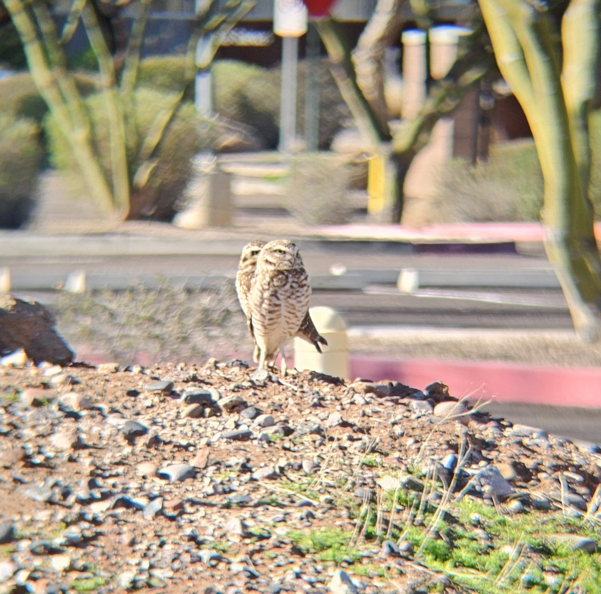 Burrowing Owl - ML614693499