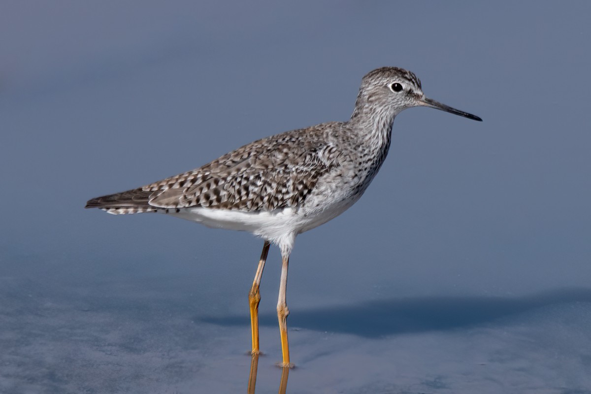 Lesser Yellowlegs - ML614693510