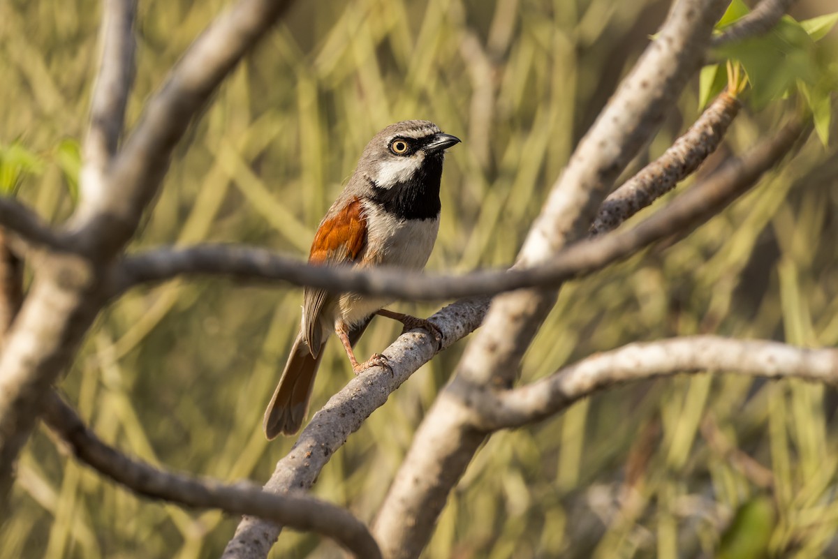 Red-shouldered Vanga - ML614693523