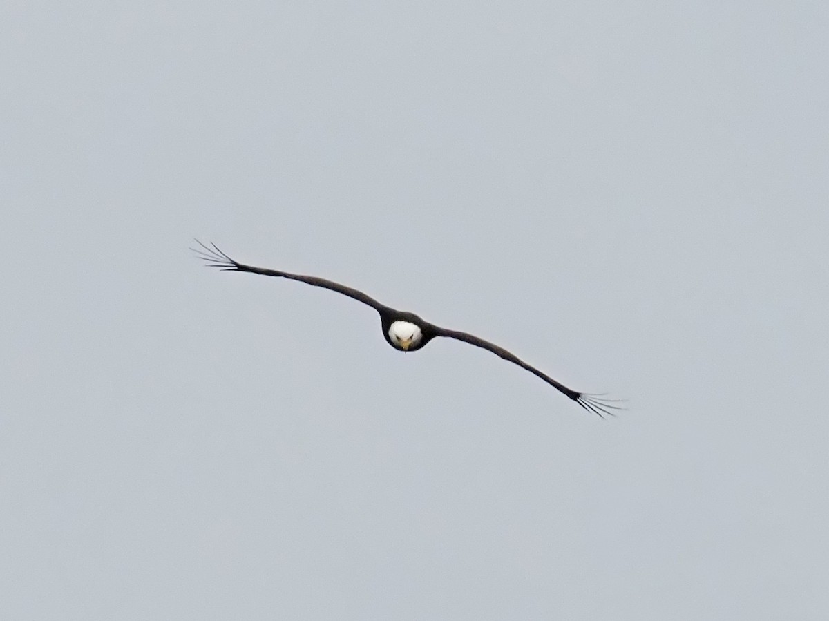 Белоголовый орлан - ML614693627