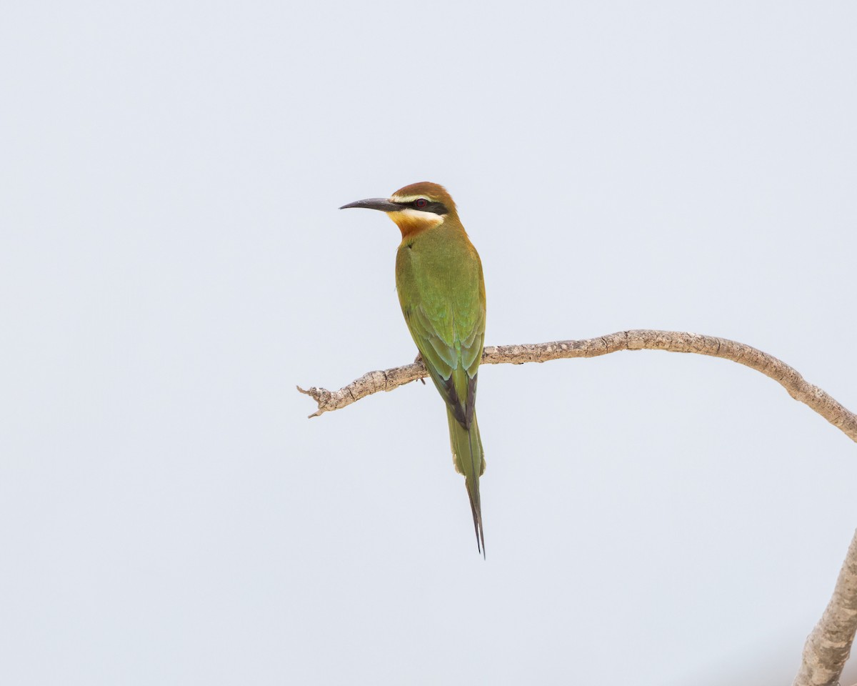 Madagascar Bee-eater - Christopher Sloan
