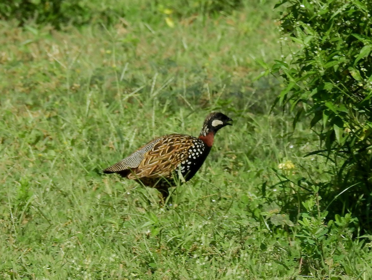 Black Francolin - ML614693802