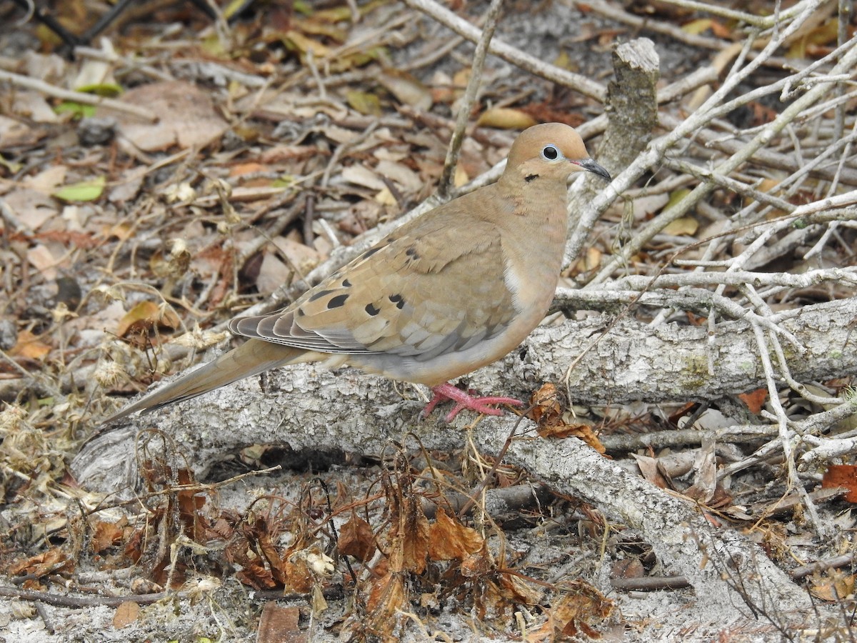 Mourning Dove - ML614693811