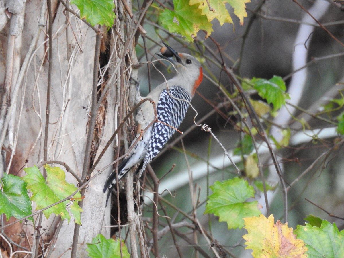 Red-bellied Woodpecker - ML614693816