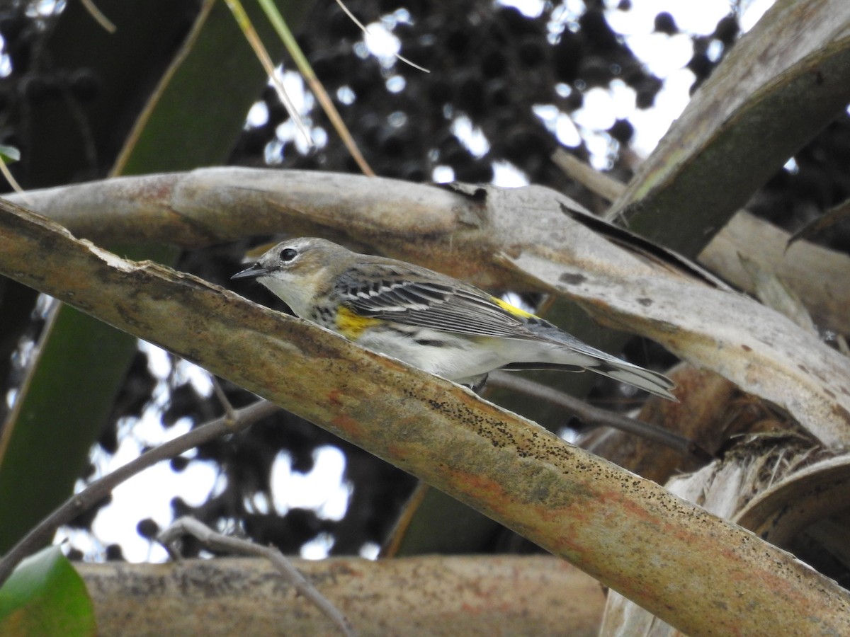 Yellow-rumped Warbler - ML614693826