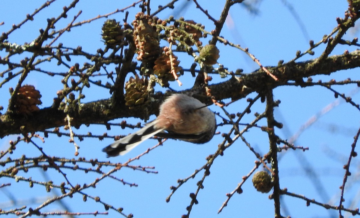 Long-tailed Tit - ML614693831