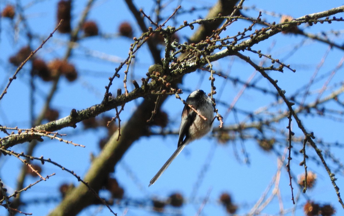 Long-tailed Tit - ML614693832