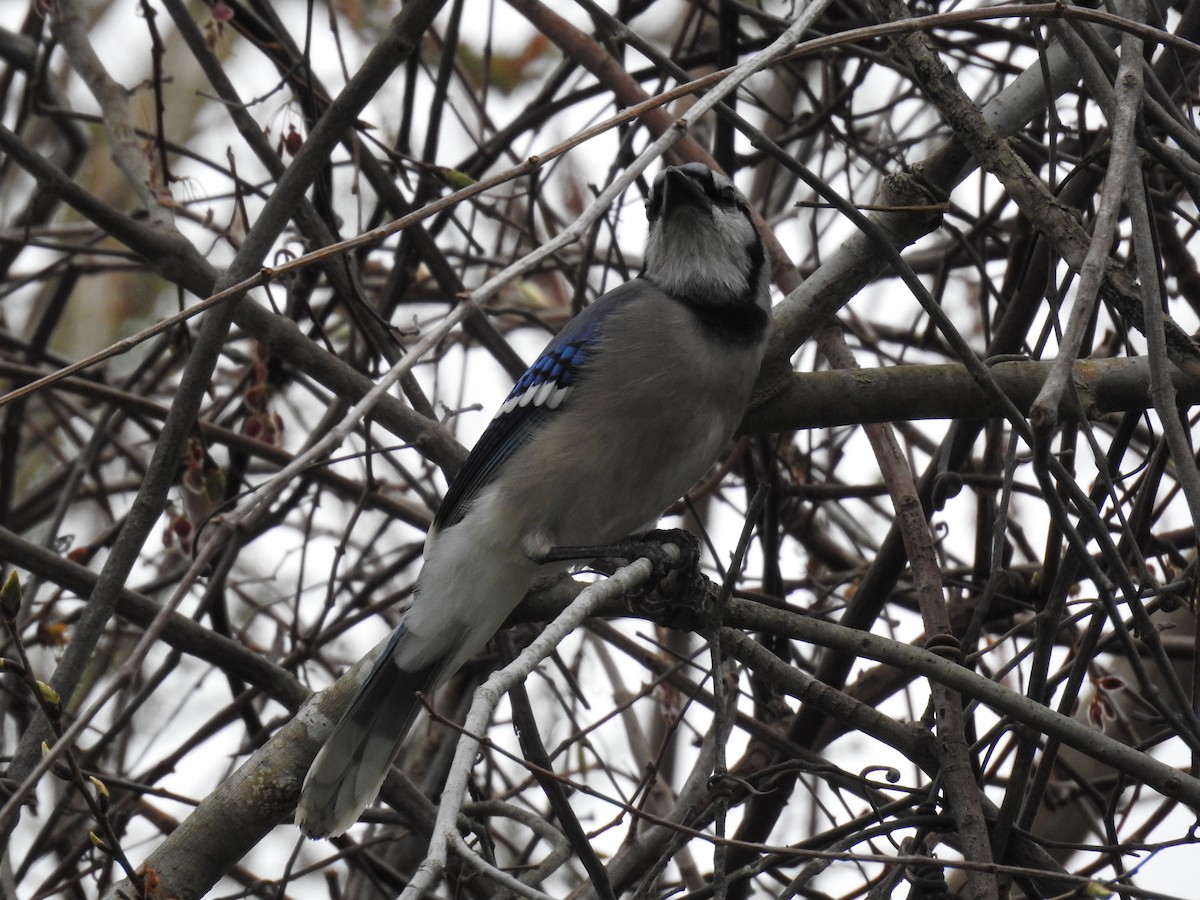 Blue Jay - ML614693833