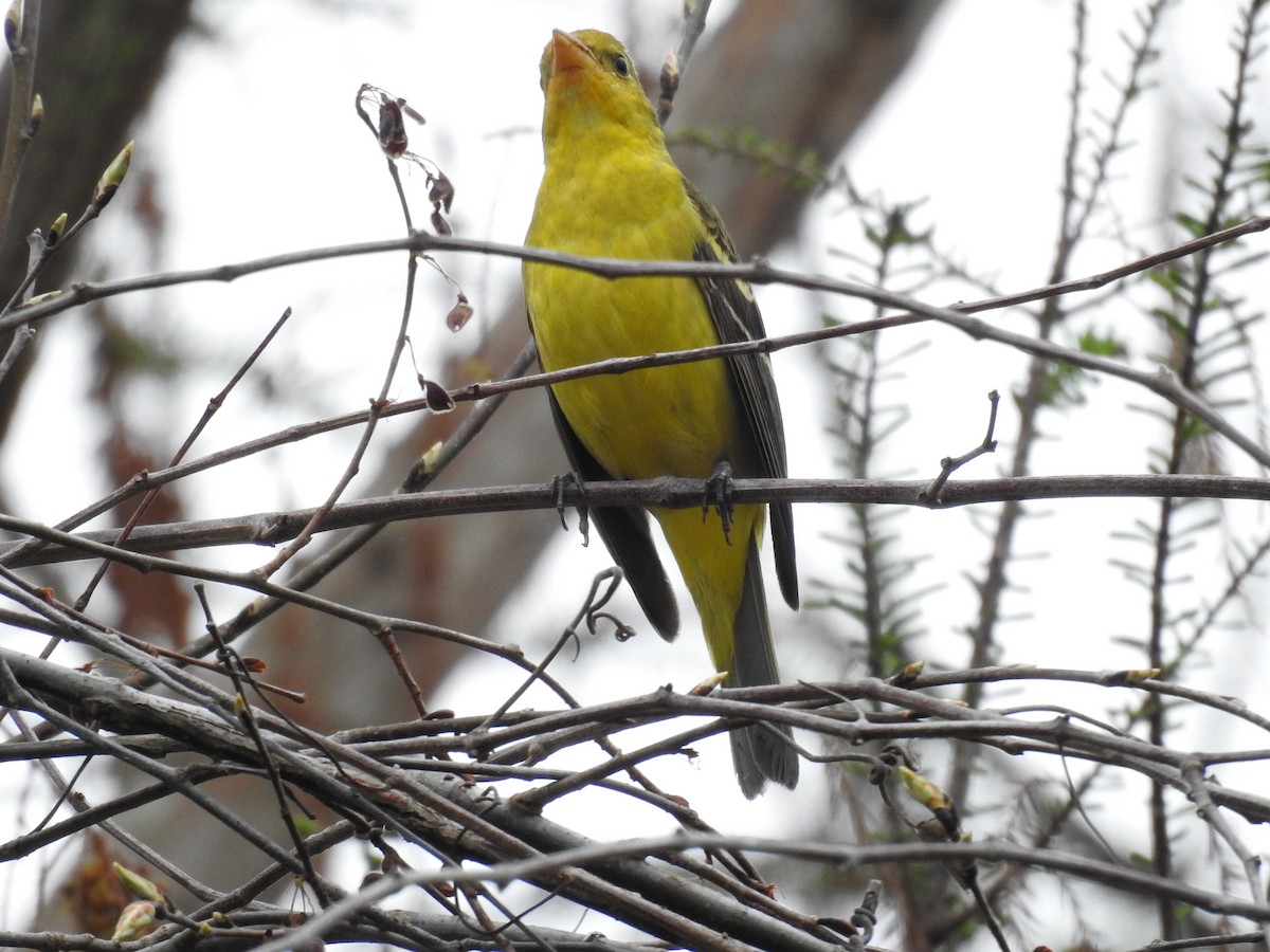 Western Tanager - ML614693840