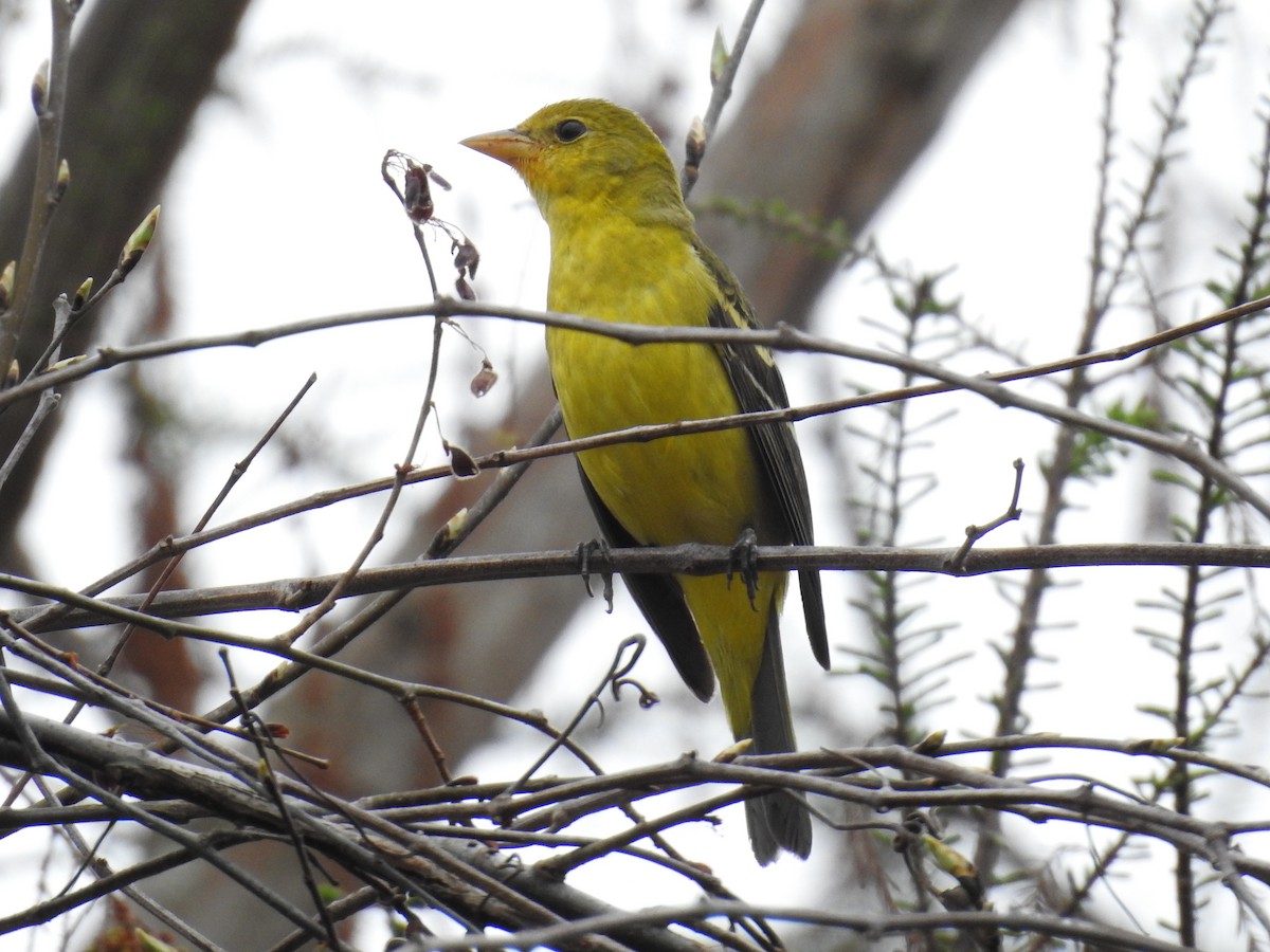 Western Tanager - ML614693841