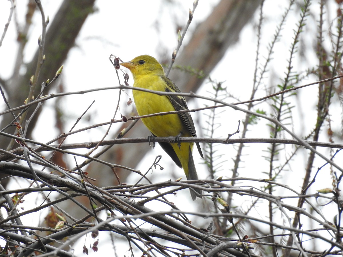 Western Tanager - ML614693842