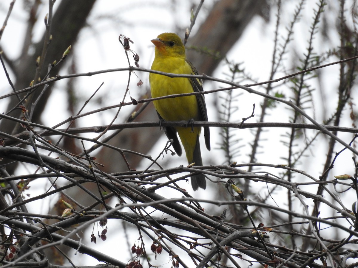 Western Tanager - ML614693843