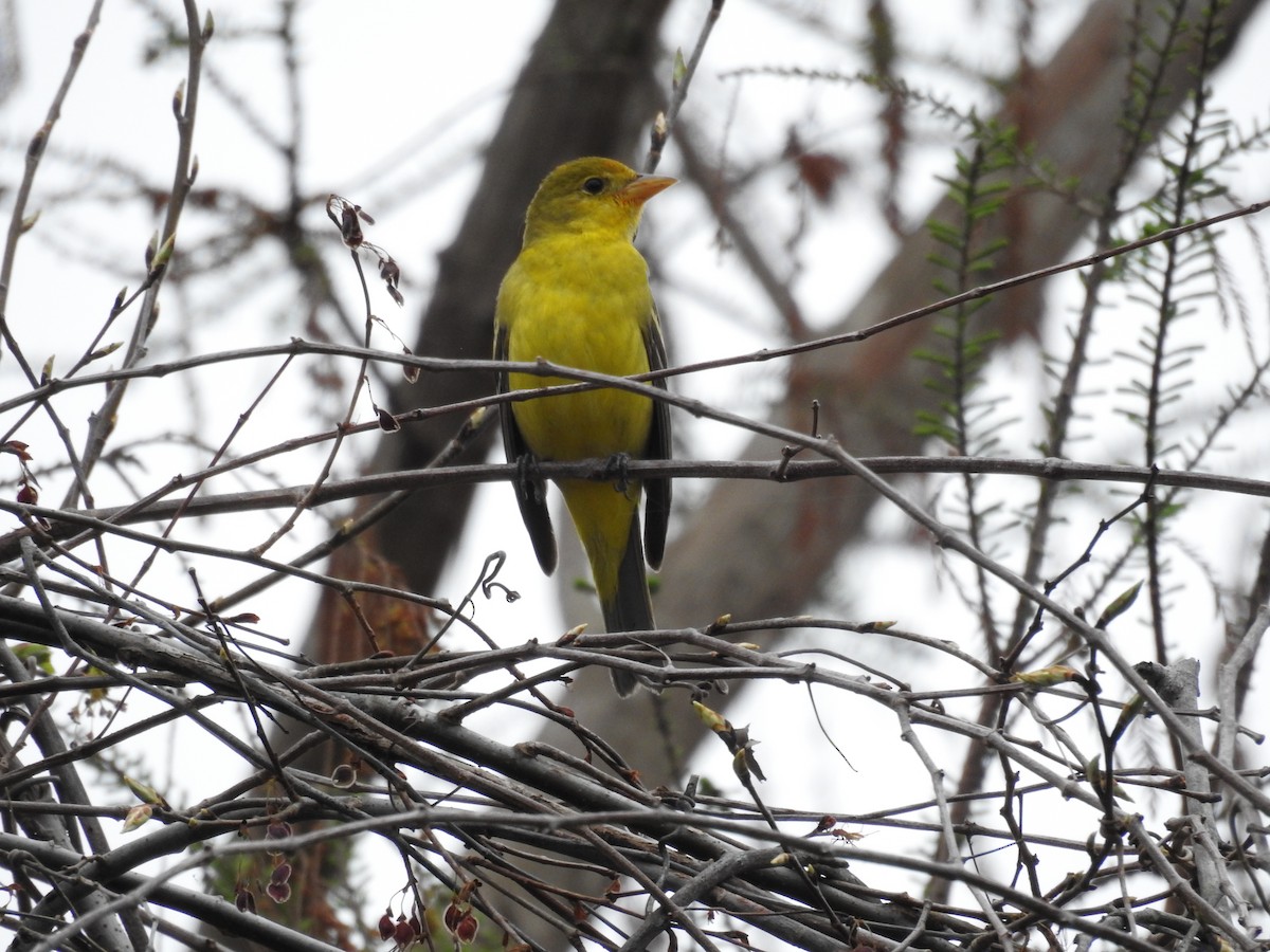 Western Tanager - Michael Weisensee