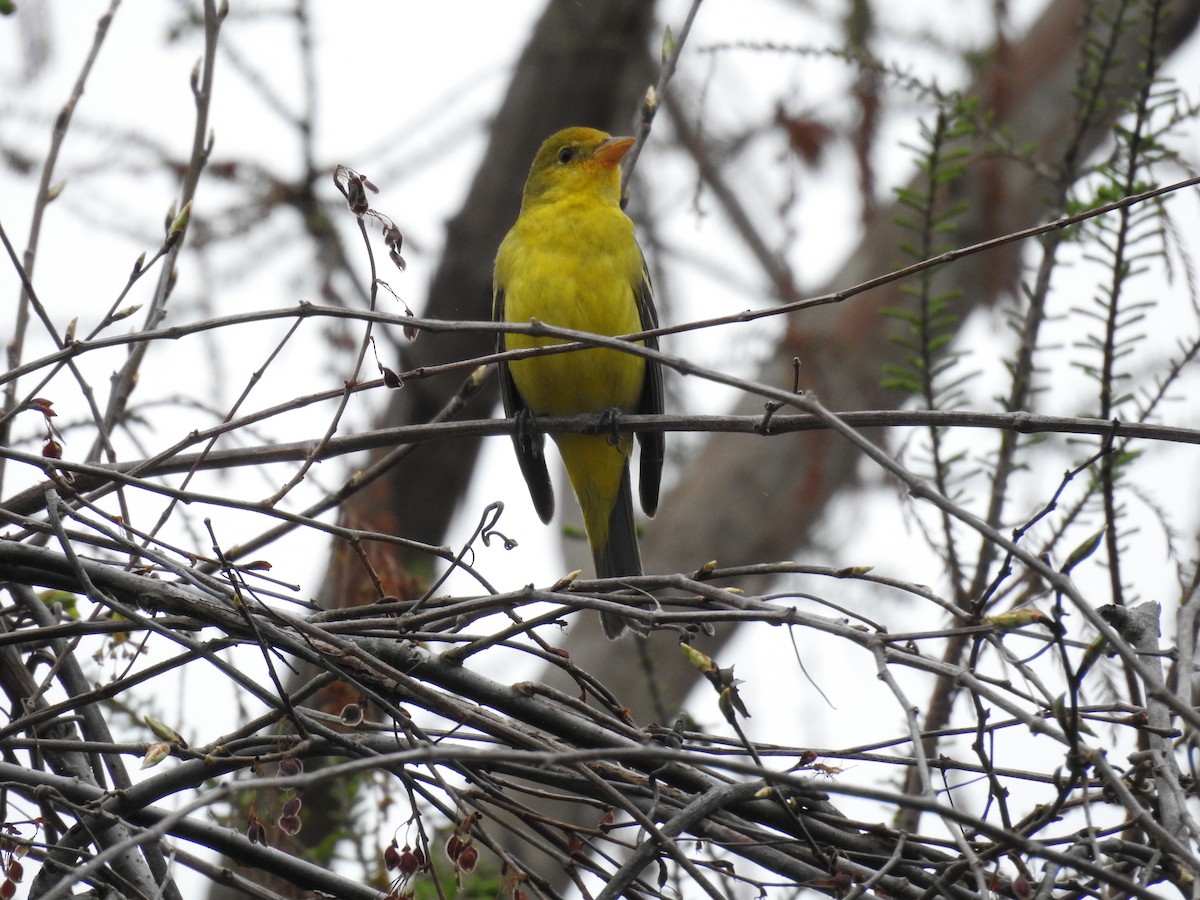 Western Tanager - ML614693846