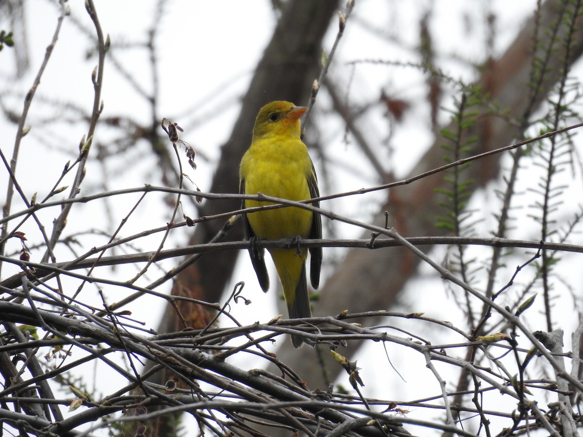 Western Tanager - ML614693847