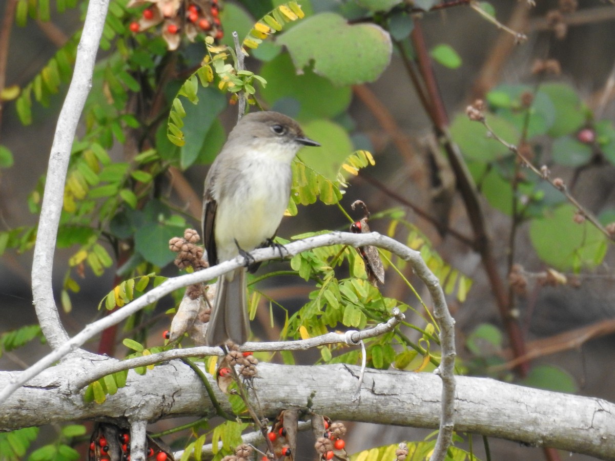 Eastern Phoebe - ML614693862