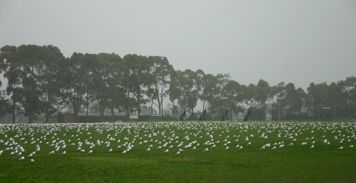 Silver Gull - Prateek Rungta