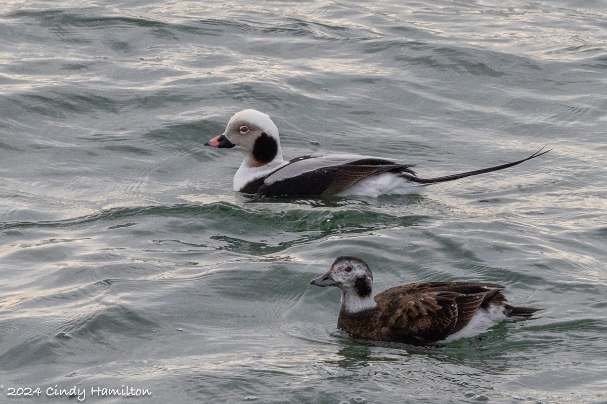 Long-tailed Duck - ML614693872