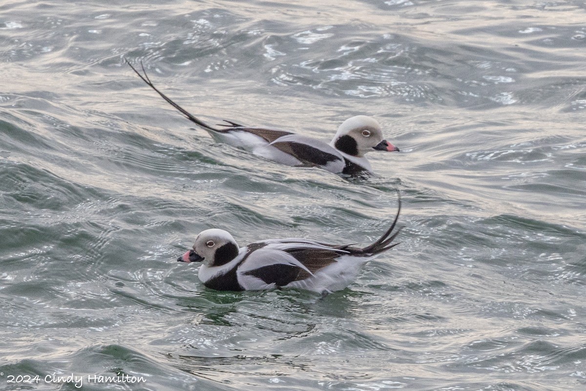 Long-tailed Duck - ML614693873